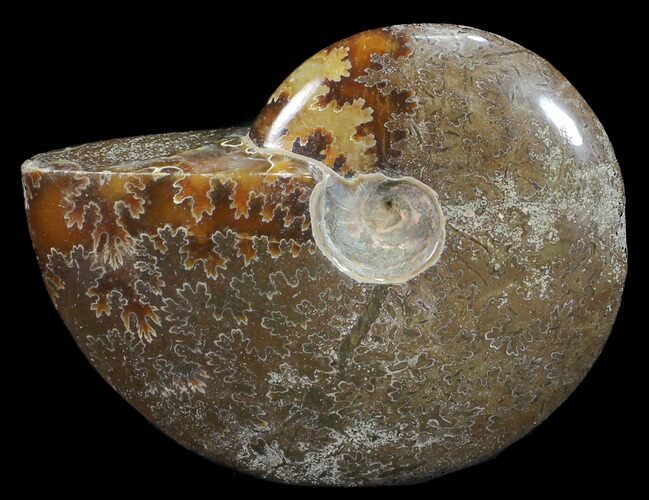 Polished, Agatized Ammonite (Cleoniceras) - Madagascar #59862